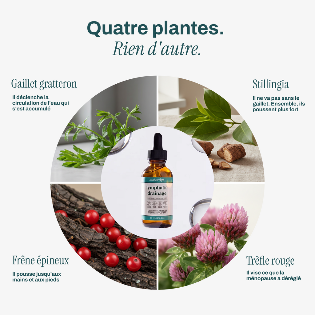 Les 4 plantes : gaillet gratteron, stillingia, frêne épineux, trèfle rouge